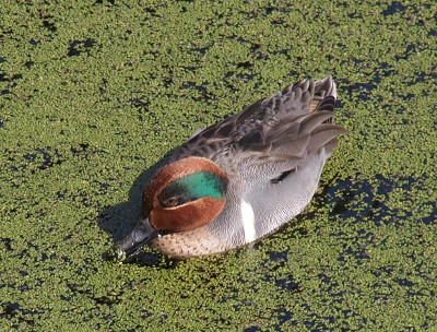 [This duck has a brown head with a wide green swatch from its eye to the base of its neck. It has a white patch on its body with the rest of the body as shades of grey. The beak is black. The water in which the duck swims is covered with floating algae.]